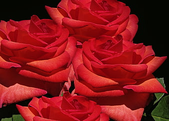 Close-up of vibrant red roses against a black background