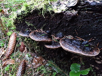 Wild mushrooms growing on a mossy forest tree stump