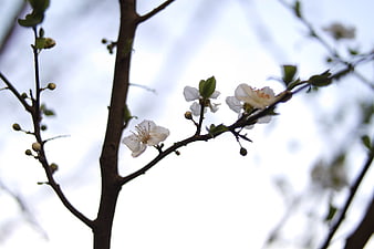 White Blossoms on Tree Branch Against Overcast Sky