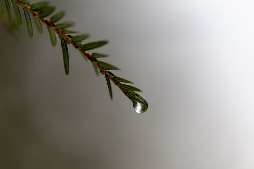 Water Droplet on Pine Branch with Copyspace