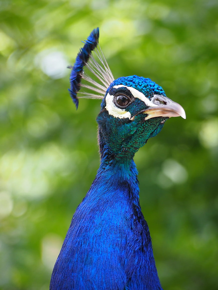Close-up portrait of a vibrant blue peacock head