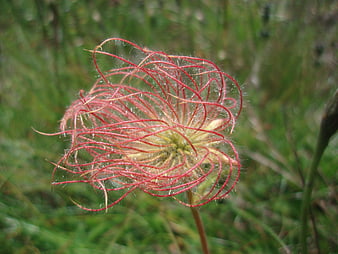 Close-up of Red Pasque Flower Seed Head in Alpine Meadow