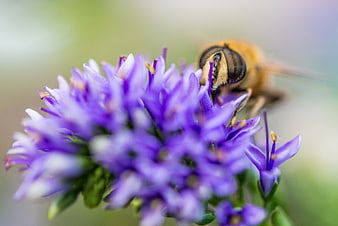 Macro Close-Up of Honey Bee Pollinating Purple Flower