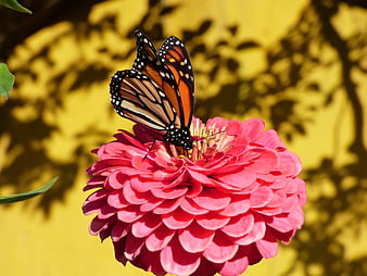 Monarch Butterfly on Pink Zinnia Flower with Yellow Background
