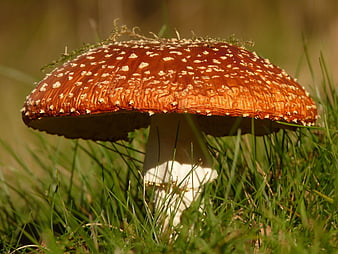 Close-up of Red Fly Agaric Mushroom in Green Grass