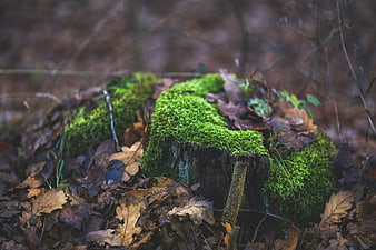 Moss-covered tree stump in autumn forest with fallen leaves