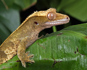 Close-up portrait of a New Caledonian crested gecko on a green leaf