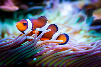 Clownfish Swimming in Purple Sea Anemone Tentacles