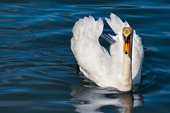 White Swan With Spread Wings On Blue Water