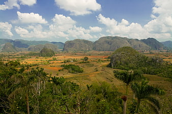 Vinales Valley Landscape with Limestone Hills and Palm Trees