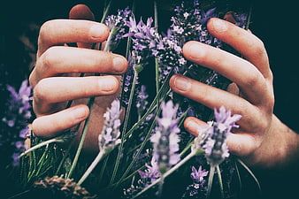Close-up of Hands Holding Fresh Lavender Flowers