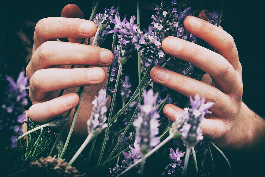 Close-up of Hands Holding Fresh Lavender Flowers