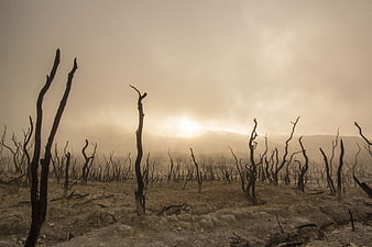 Desolate landscape with dead trees and hazy sunset