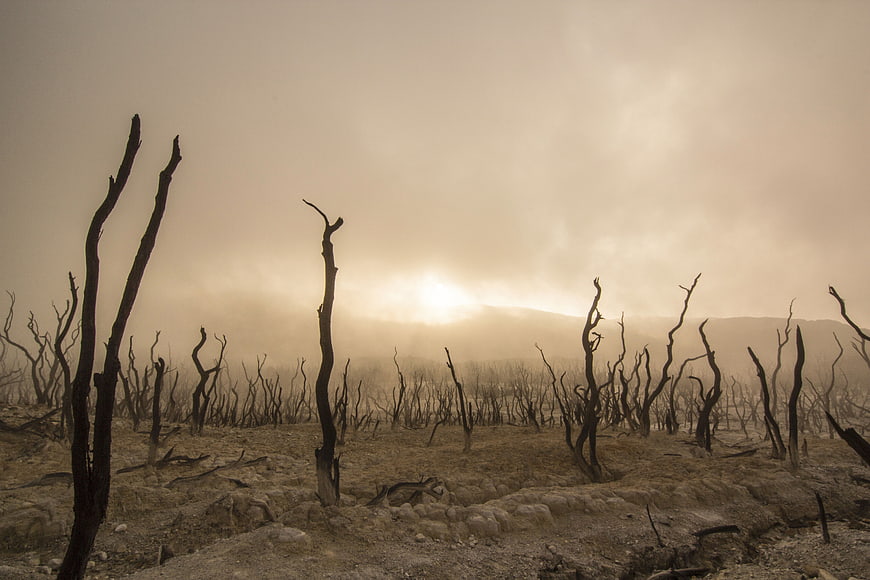 Desolate landscape with dead trees and hazy sunset