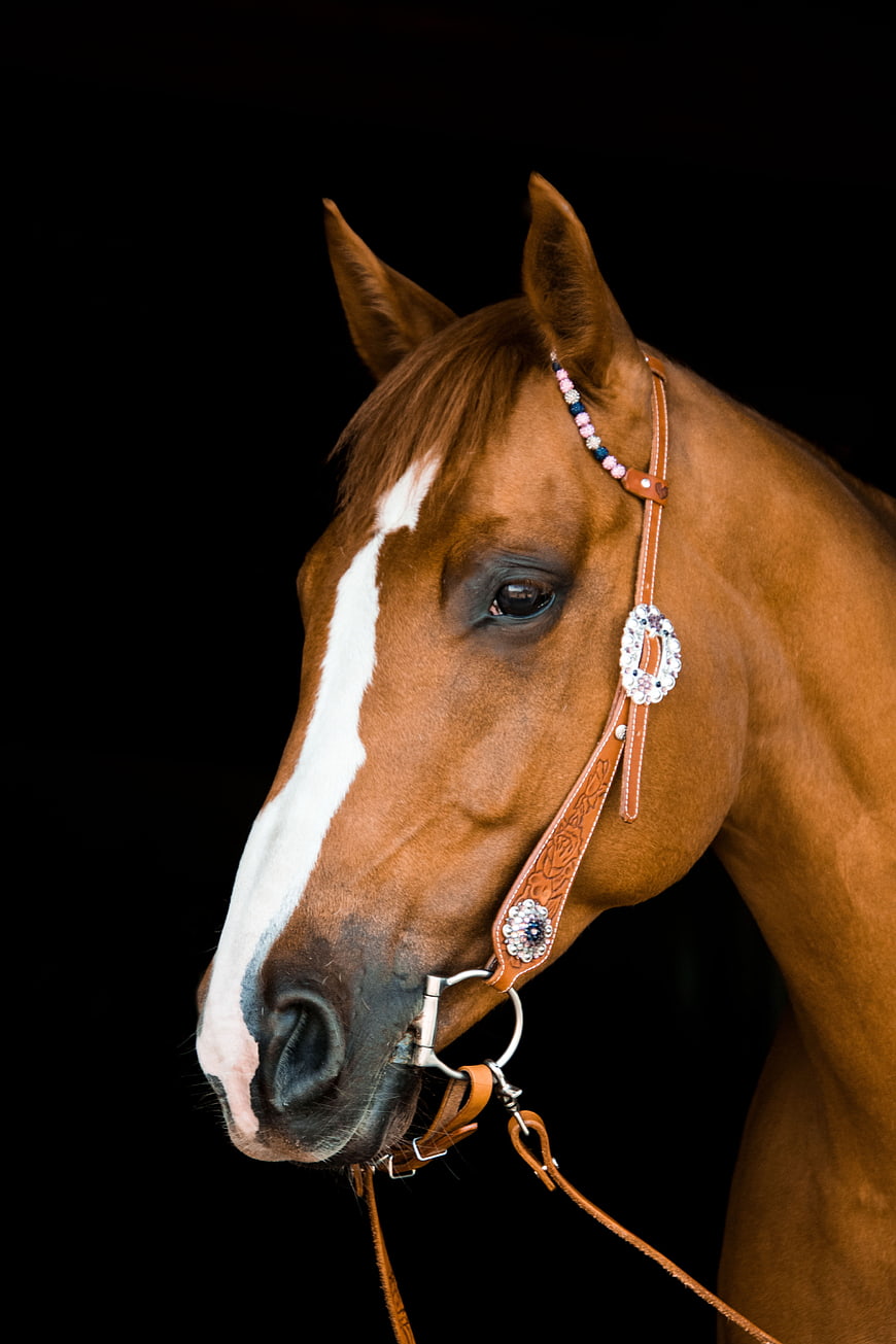 Chestnut Quarter Horse Portrait With Decorated Western Bridle