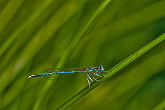 Blue Damselfly on Green Grass Blade