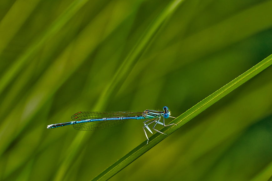 Blue Damselfly on Green Grass Blade