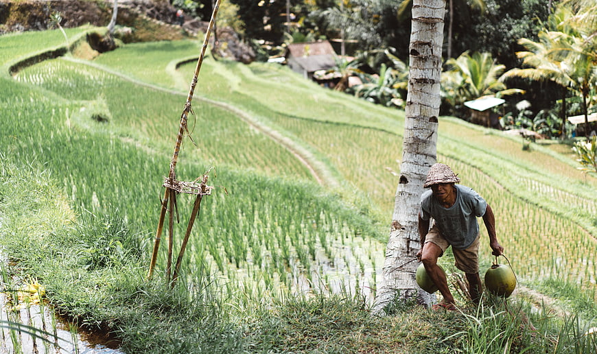 Farmer carrying coconuts in lush green rice terraces