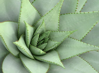 Close-up of a Green Succulent Plant with Spiky Leaves