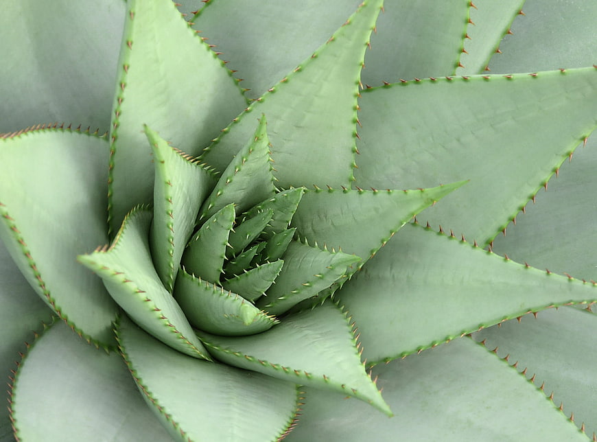 Close-up of a Green Succulent Plant with Spiky Leaves
