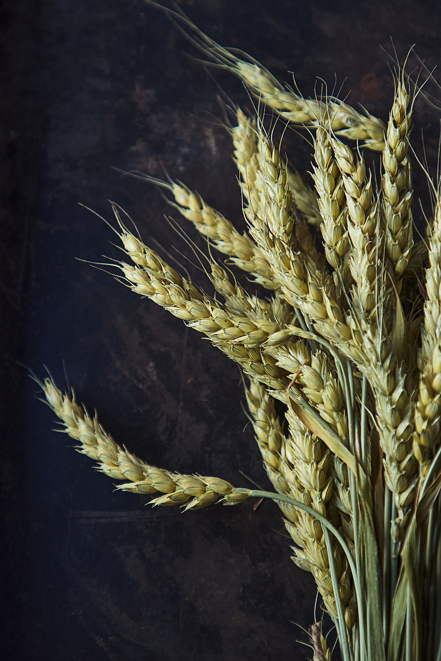 Dried Wheat Ears on Dark Textured Background