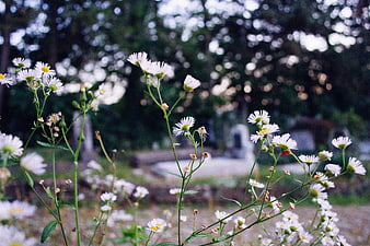 White Wildflowers in a Blurred Garden Setting