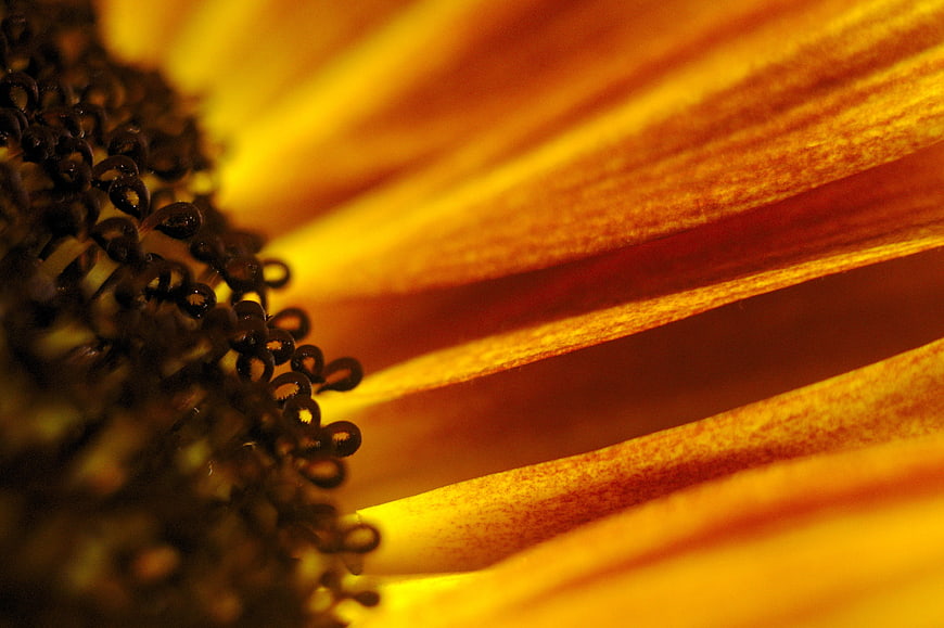 Macro Close-Up of Sunflower Center and Yellow Petals