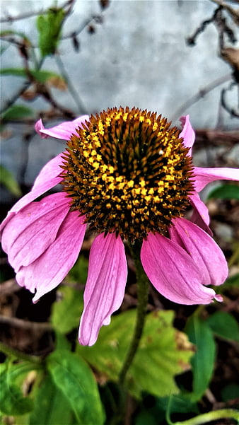Close-up of a pink coneflower with textured center