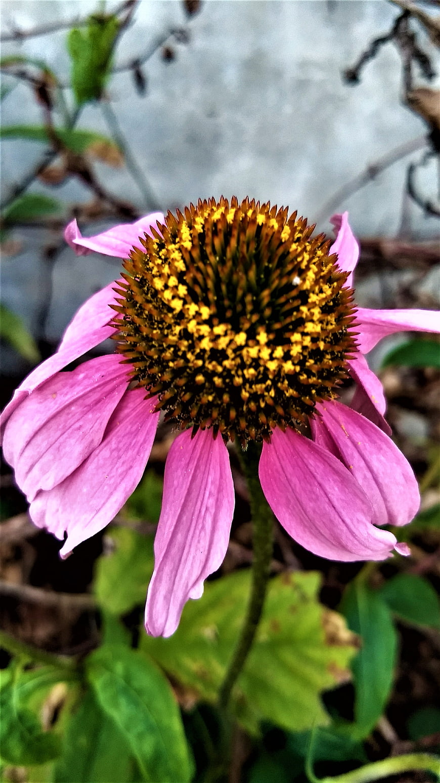 Close-up of a pink coneflower with textured center