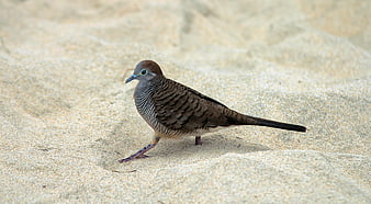 White-winged Dove Walking on Sandy Beach