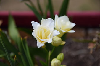 Close-up of white and yellow freesia flowers in garden