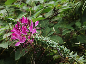 Vibrant Pink Spider Flower in Natural Garden Setting