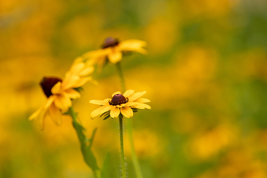 Close-up of yellow black-eyed susan flowers in a meadow