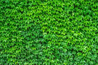 Lush Green Ivy Leaves Covering Wall Texture Background