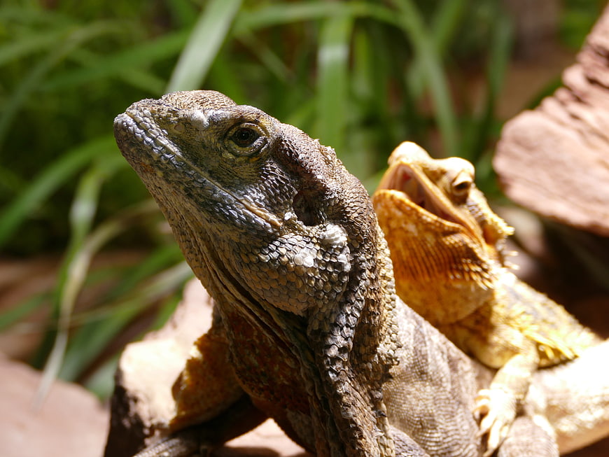 Two Bearded Dragon Lizards Resting on a Log