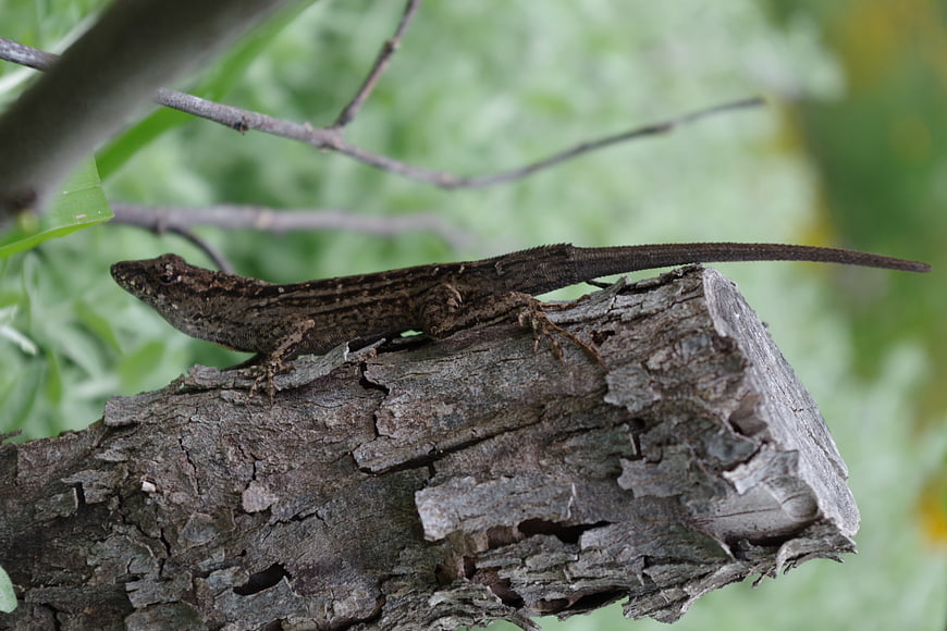 Brown Anole Lizard Perched on Weathered Tree Branch