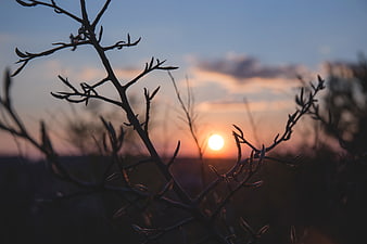 Silhouetted Tree Branches Against a Soft Sunset Sky