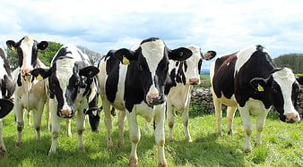 Herd of Holstein Cows Grazing in Green Pasture