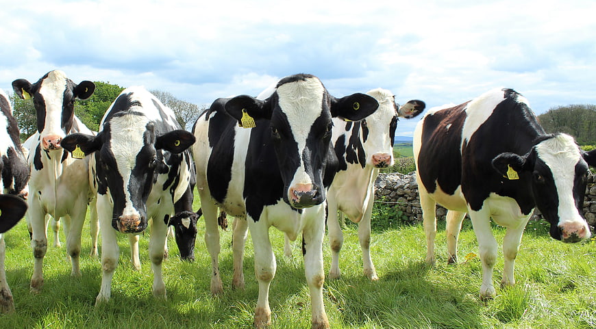 Herd of Holstein Cows Grazing in Green Pasture