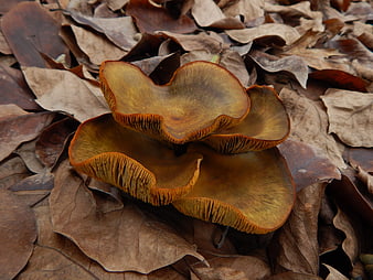 Close-up of wild honey mushrooms on autumn leaves
