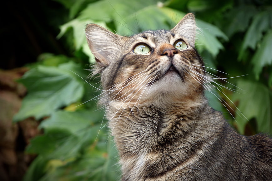 Tabby Cat Looking Up With Green Eyes Against Green Foliage
