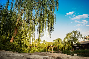 Serene Willow Tree Park with Wooden Bridge and Blue Sky