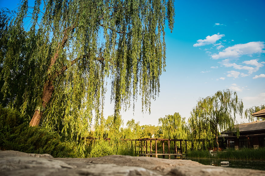 Serene Willow Tree Park with Wooden Bridge and Blue Sky
