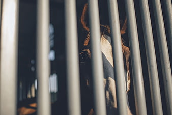 Close-up of brown horse face behind metal stable bars