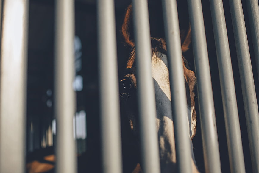 Close-up of brown horse face behind metal stable bars