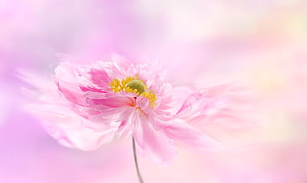 Dreamy Pink Peony Flower With Soft Pastel Background