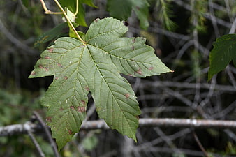 Close-up of a green maple leaf with brown spots on a branch