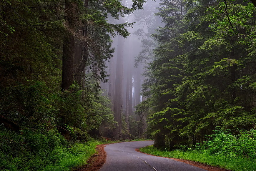 Misty forest road winding through tall redwood trees