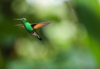 Green Hummingbird in Flight with Blurred Nature Background
