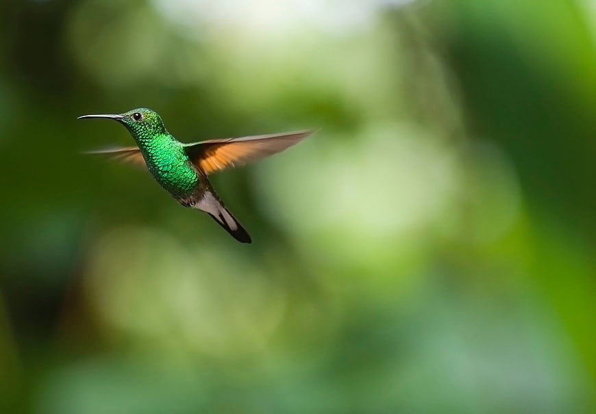 Green Hummingbird in Flight with Blurred Nature Background